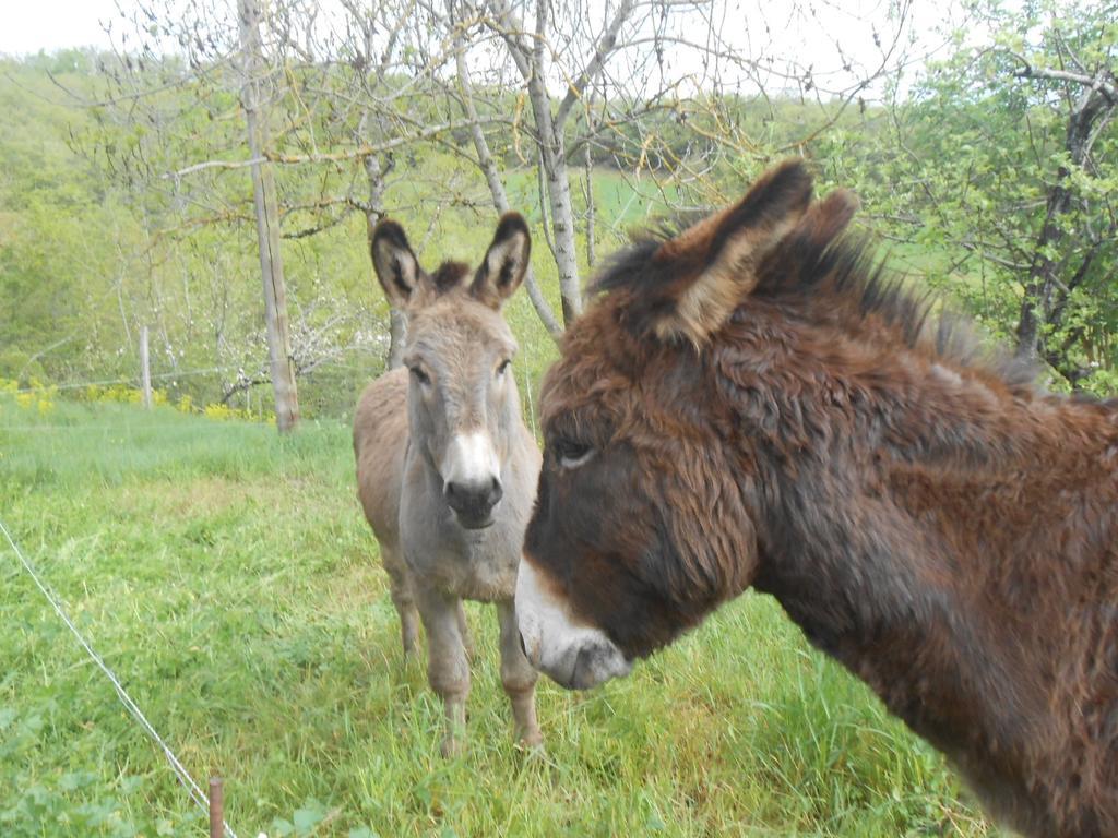 Gite Des Monts Saint-Izaire Esterno foto